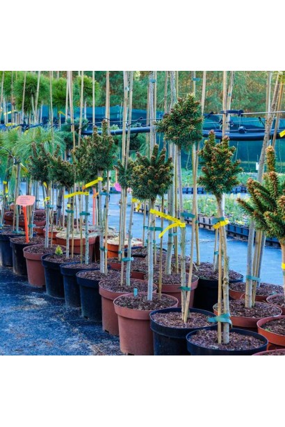 Ялина штамбова Голд Наггет - контейнерні саджанці в садовому центрі